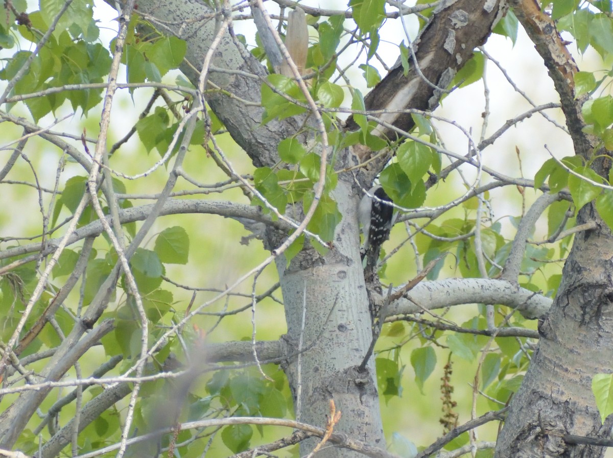 strakapoud osikový (ssp. pubescens/medianus) - ML620314459