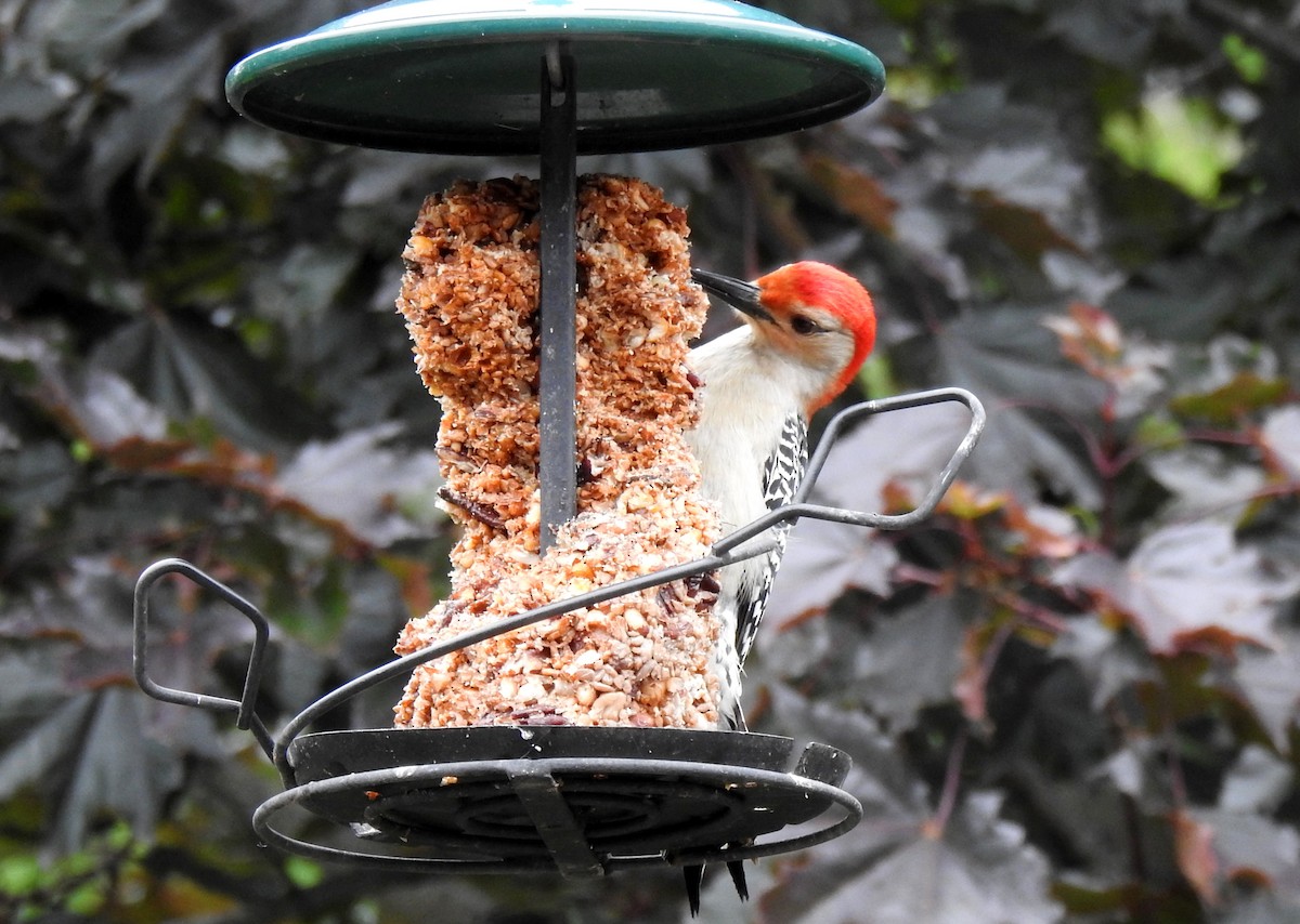 Red-bellied Woodpecker - ML620314464