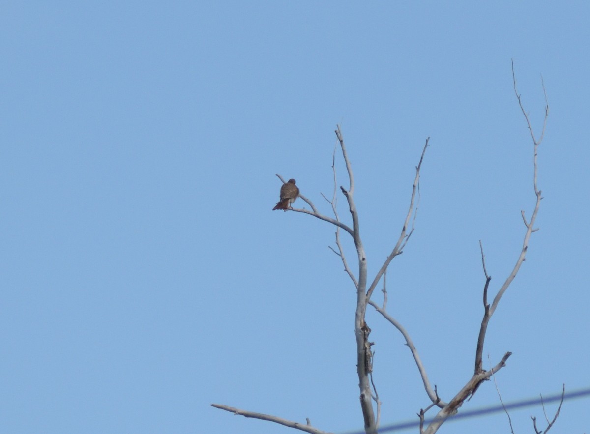 American Kestrel - ML620314467