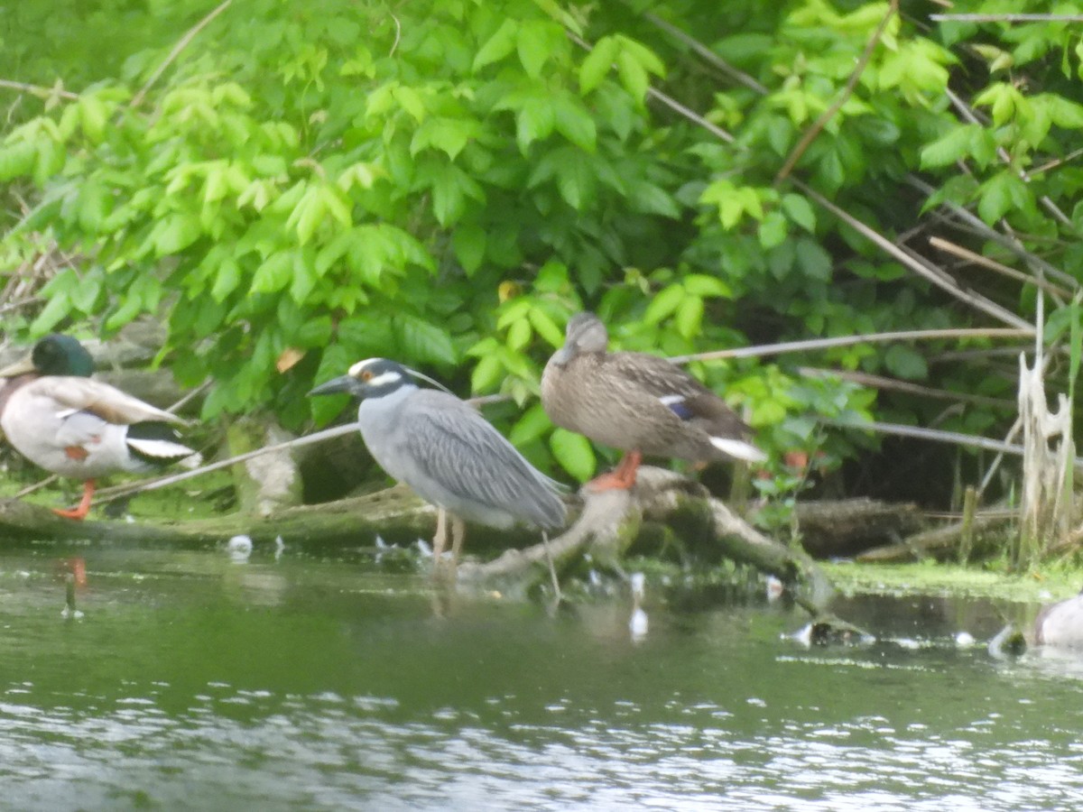 Yellow-crowned Night Heron - ML620314468