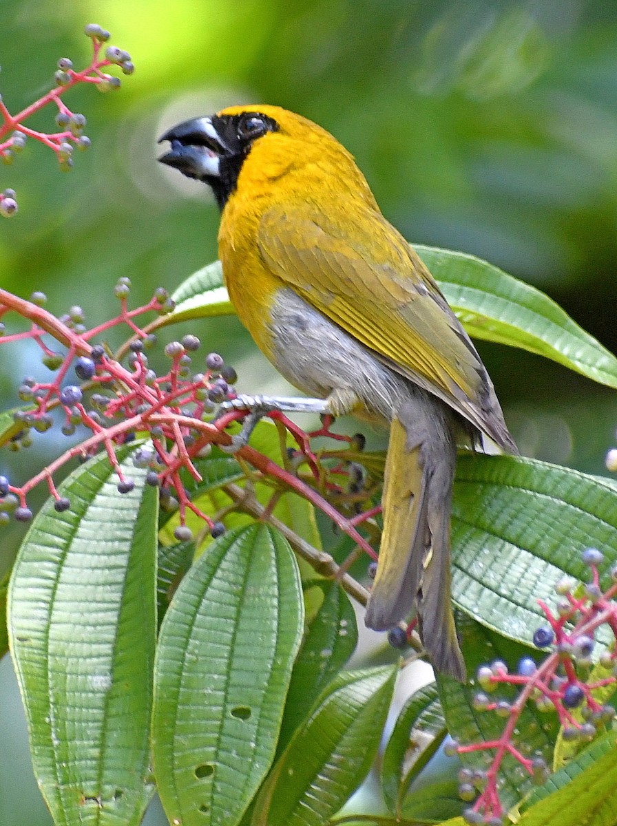 Black-faced Grosbeak - ML620314469