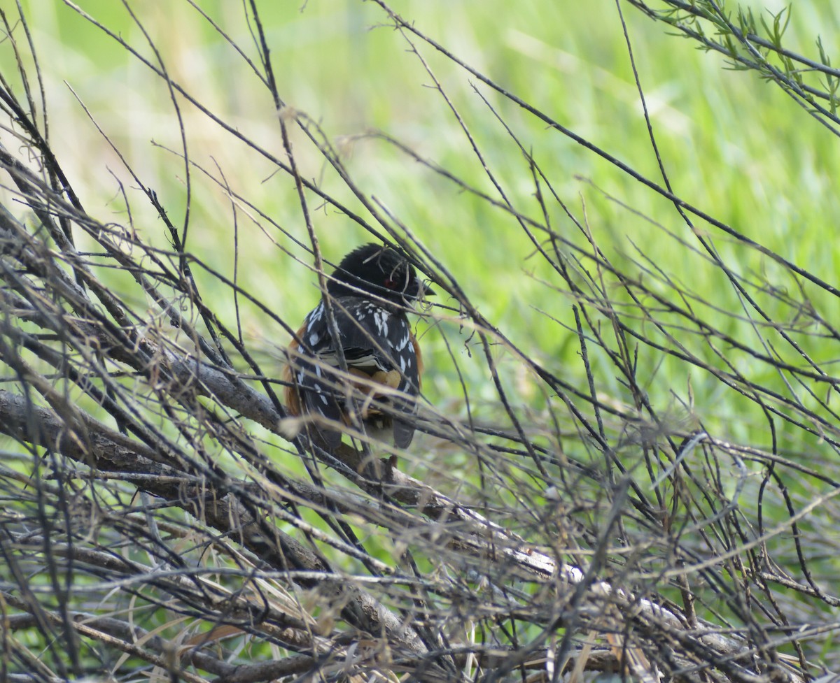 Spotted Towhee (maculatus Group) - ML620314470