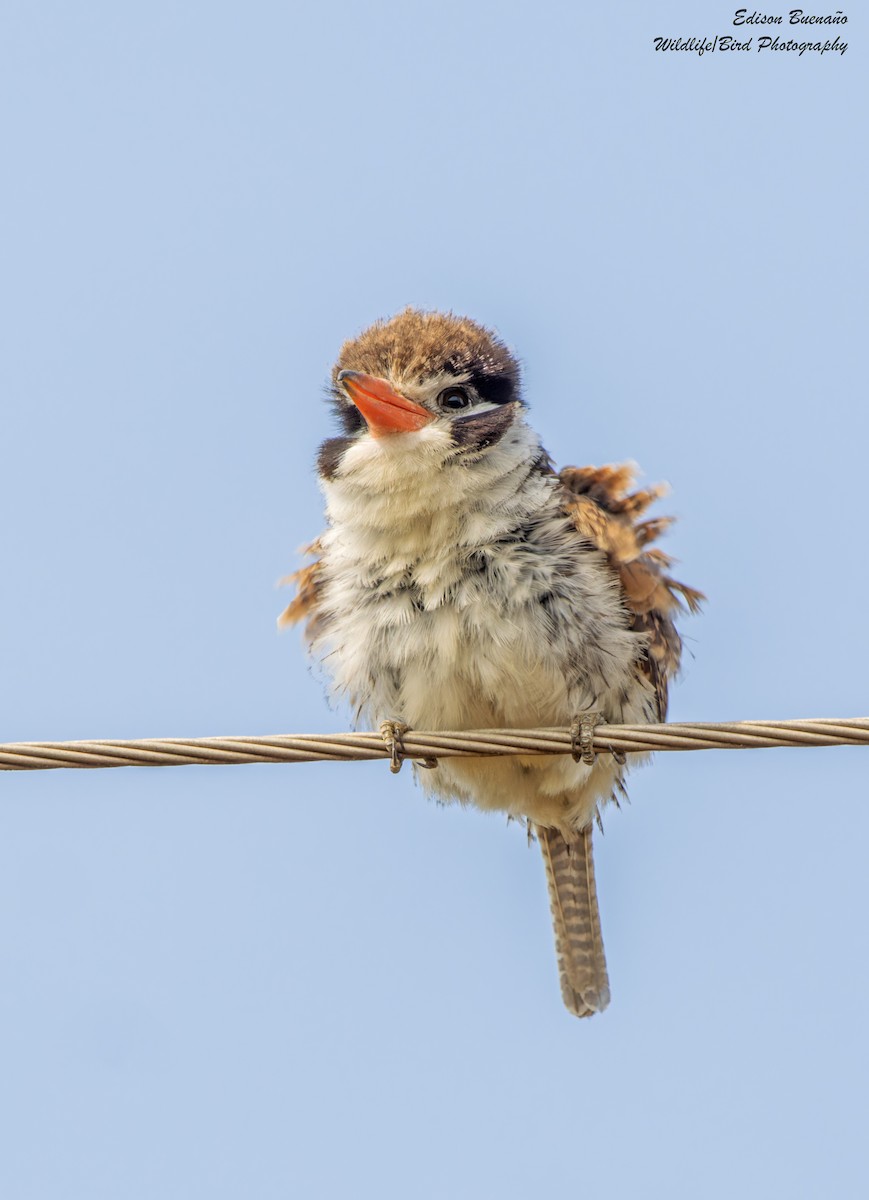 White-eared Puffbird - ML620314472