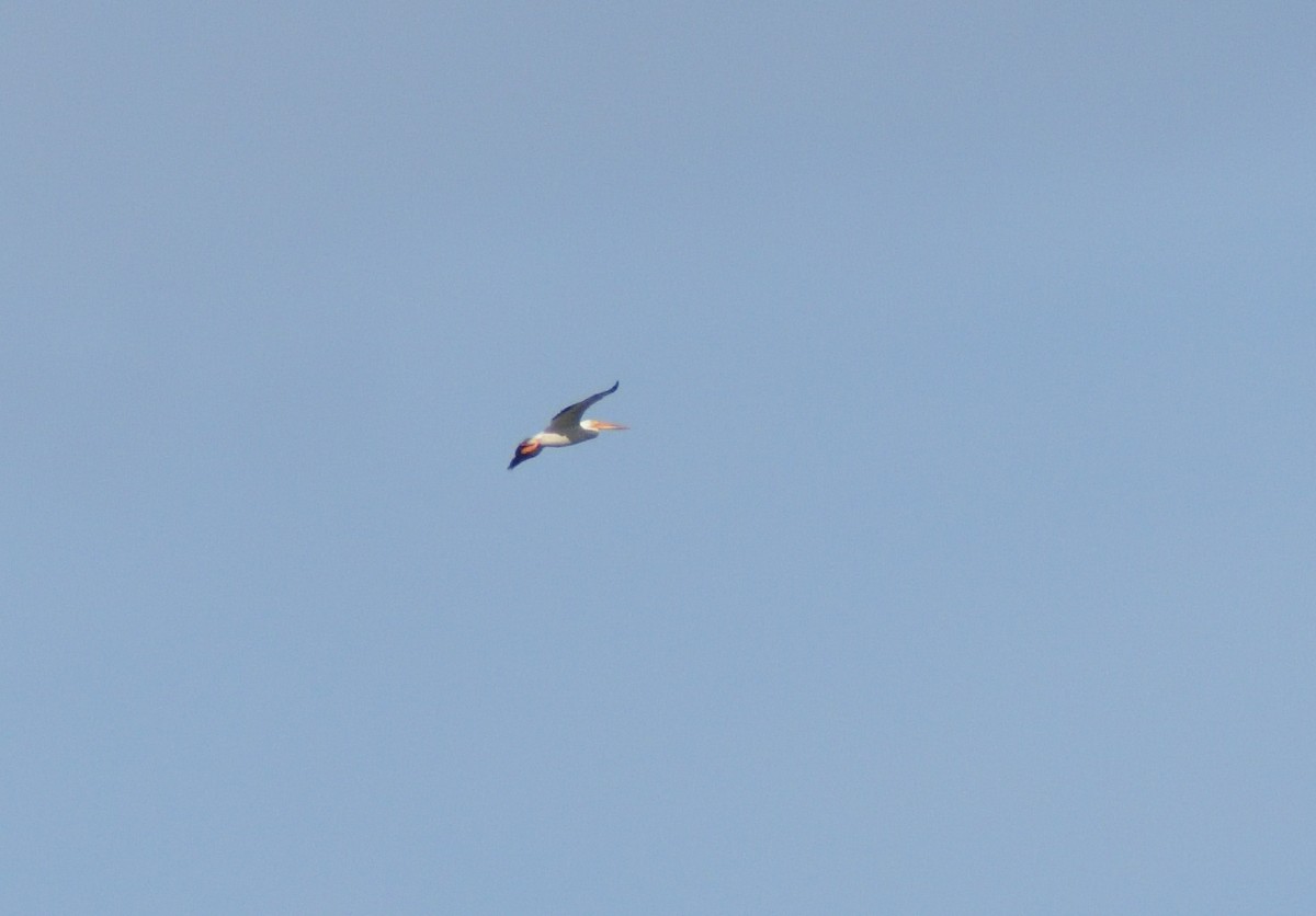 American White Pelican - ML620314473