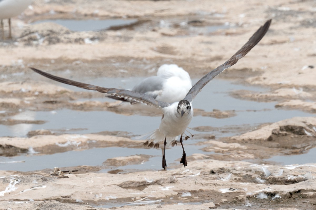 Franklin's Gull - ML620314474