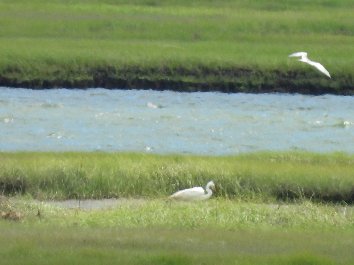 Great Egret - ML620314475