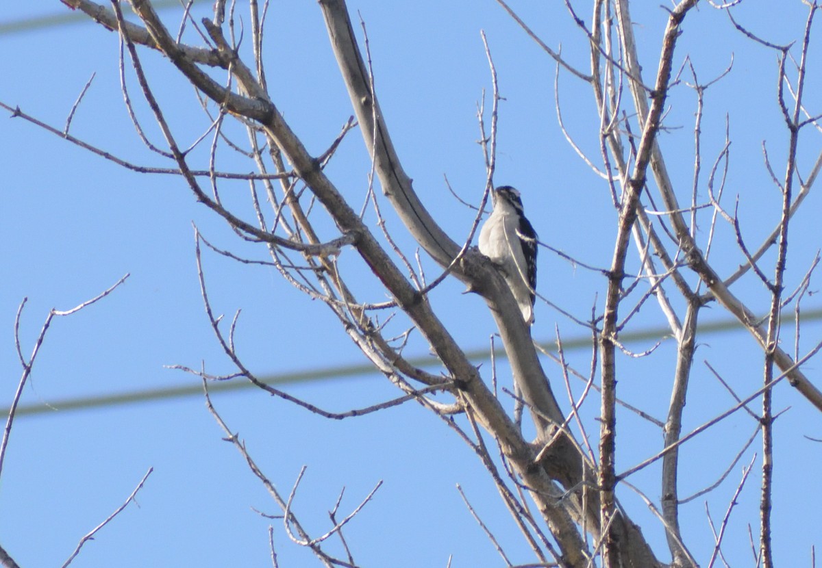 Downy Woodpecker (Eastern) - ML620314479
