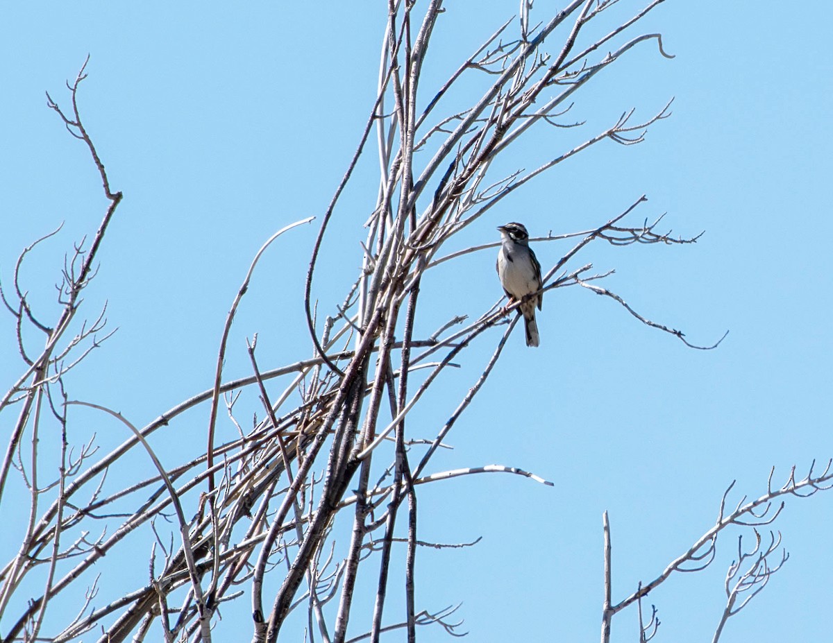 Lark Sparrow - ML620314481