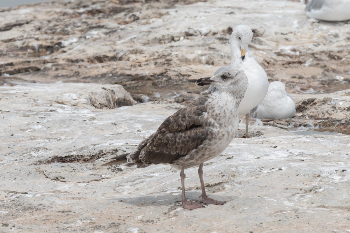 Gaviota Sombría - ML620314501