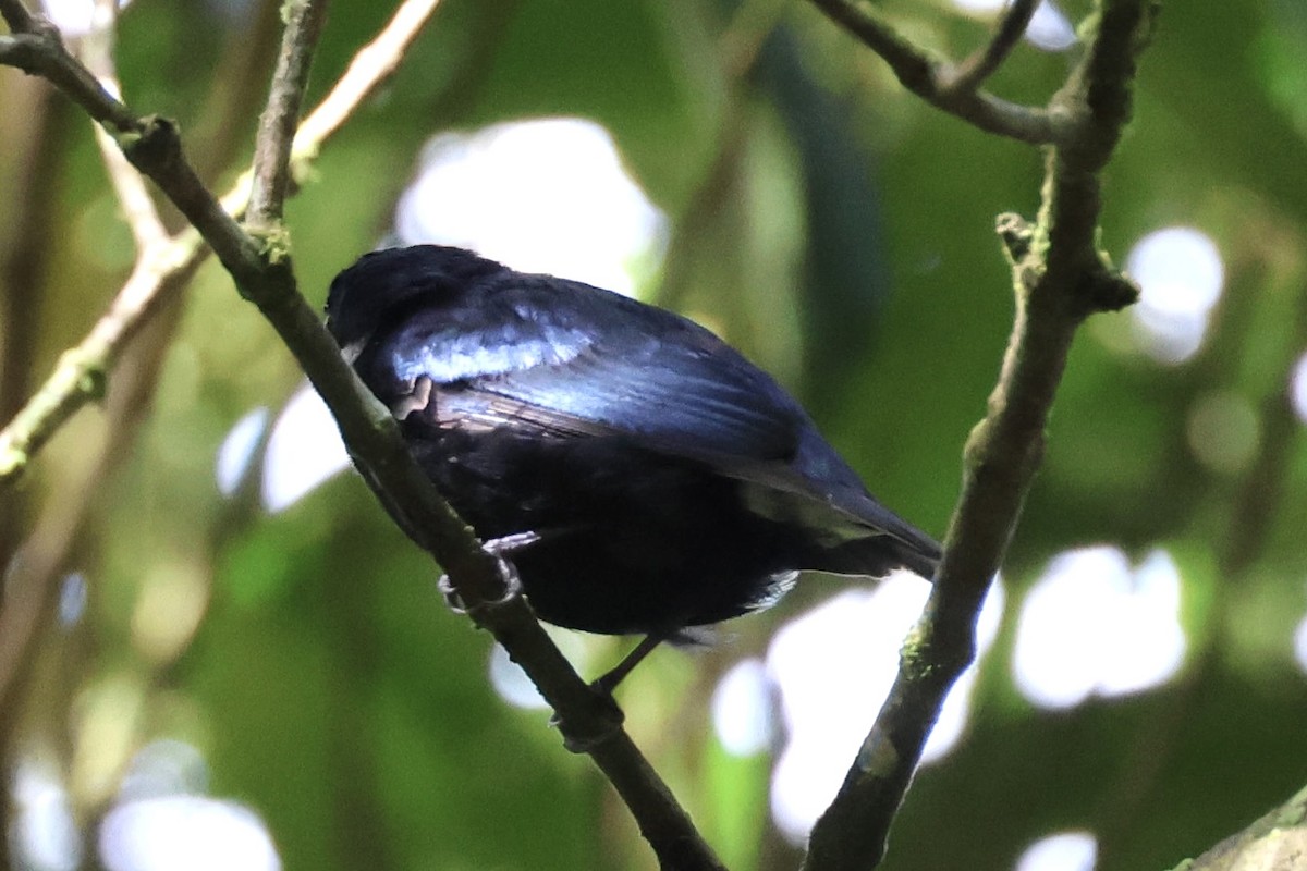 White-ruffed Manakin - ML620314506