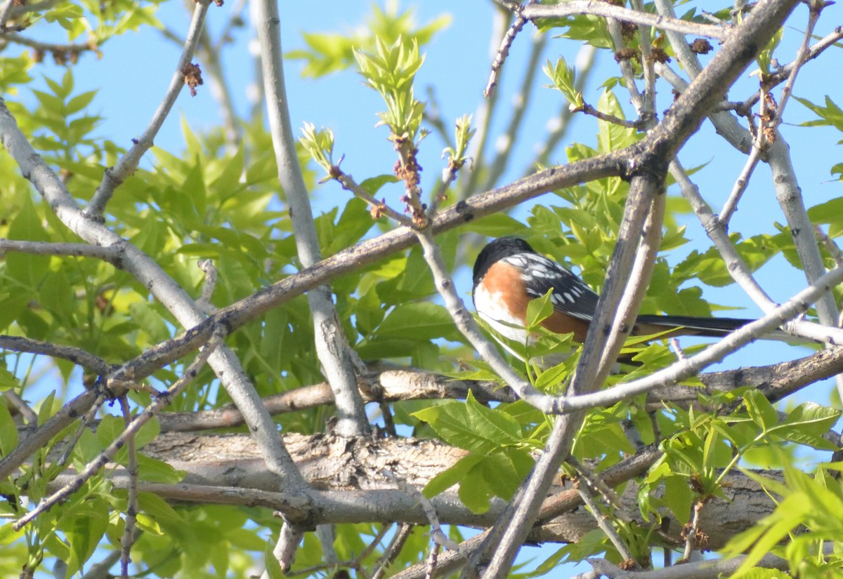 ホシワキアカトウヒチョウ（maculatus グループ） - ML620314517