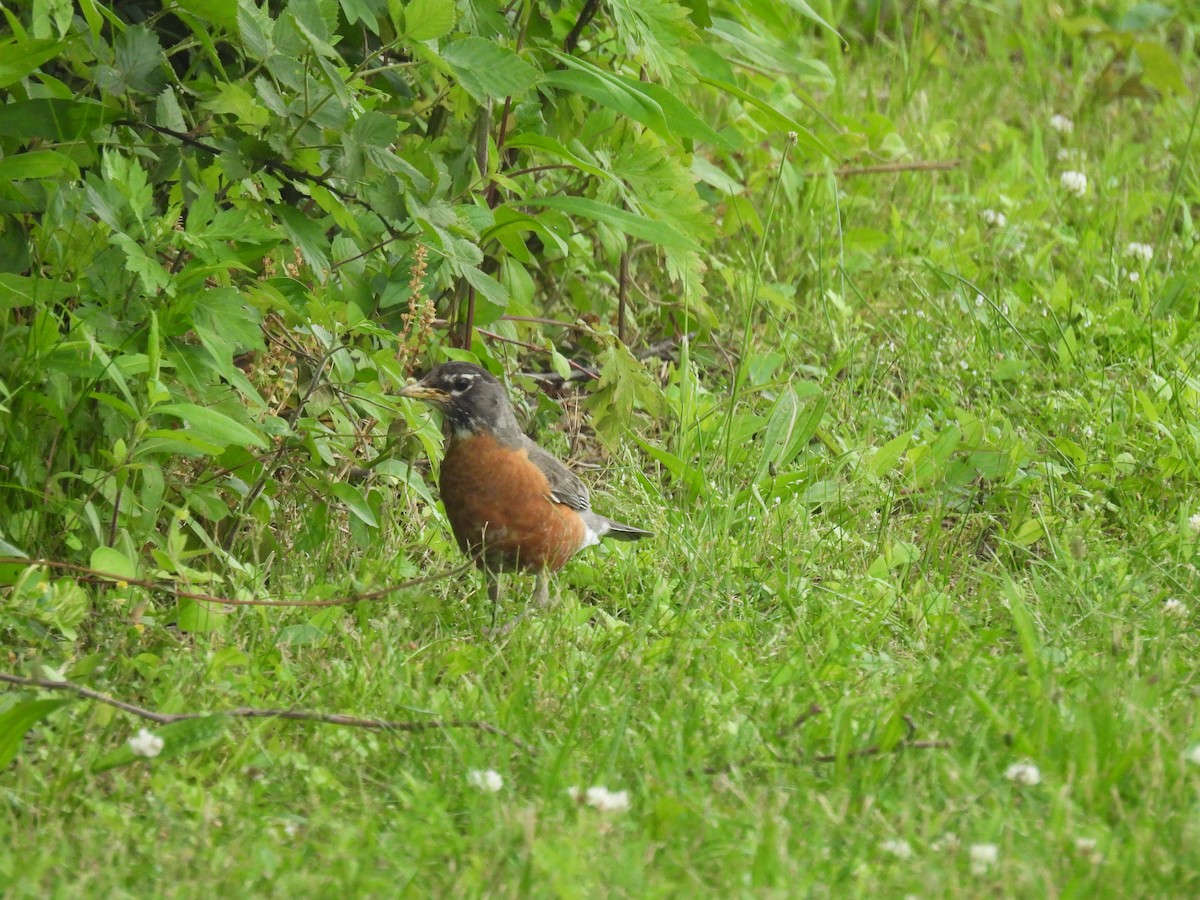 American Robin - ML620314518