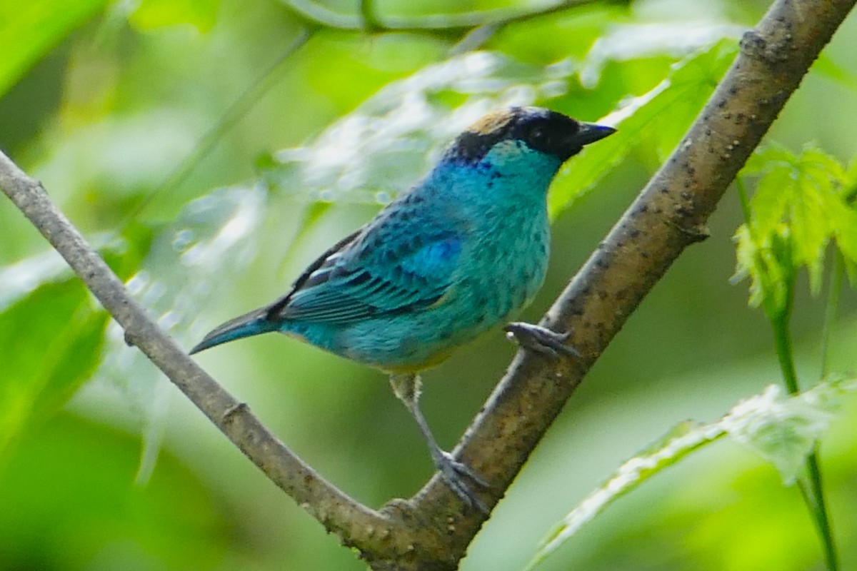 Golden-naped Tanager - ML620314522