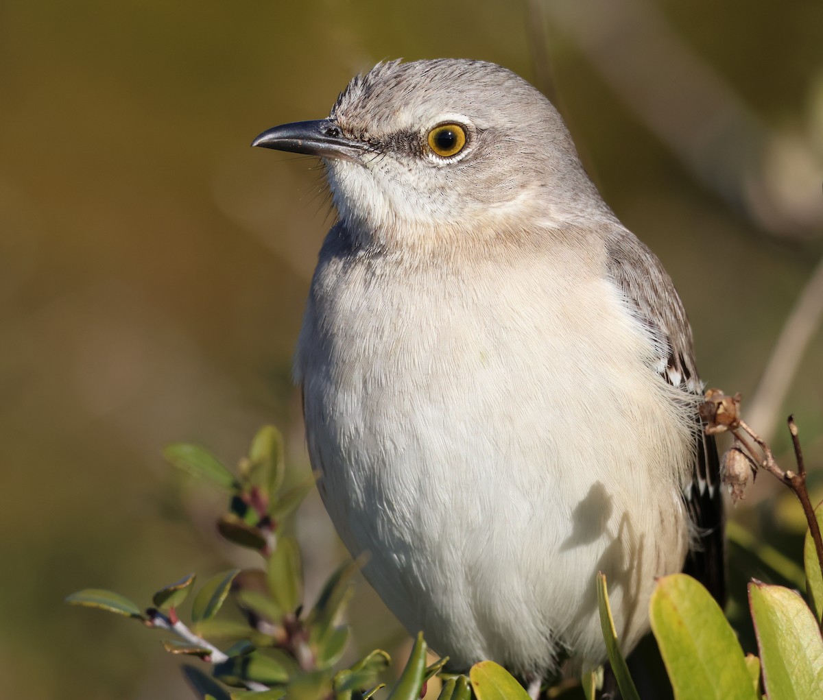 Northern Mockingbird - ML620314525