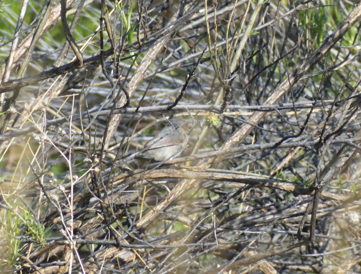 Bushtit (Interior) - ML620314526