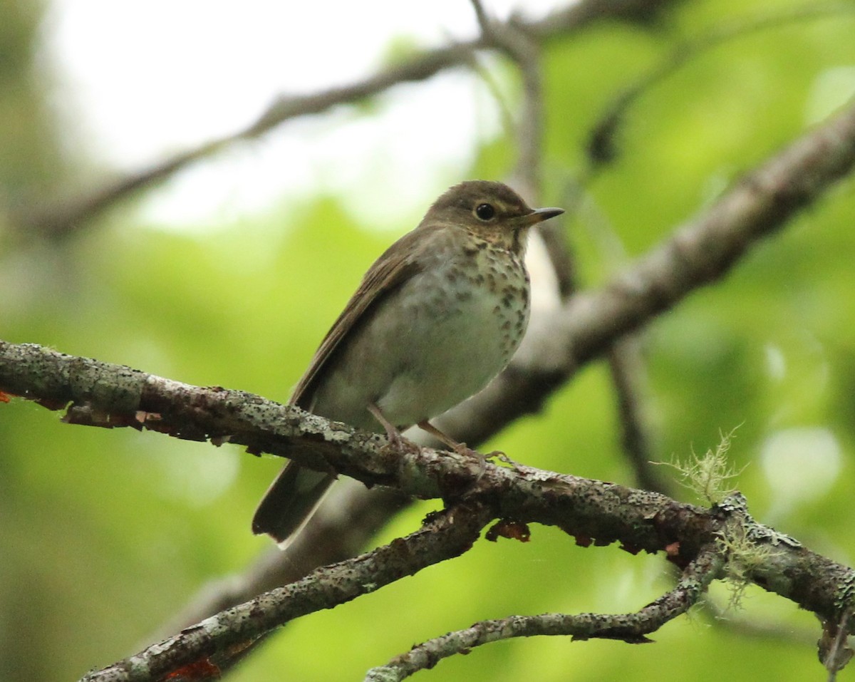 Swainson's Thrush - ML620314528