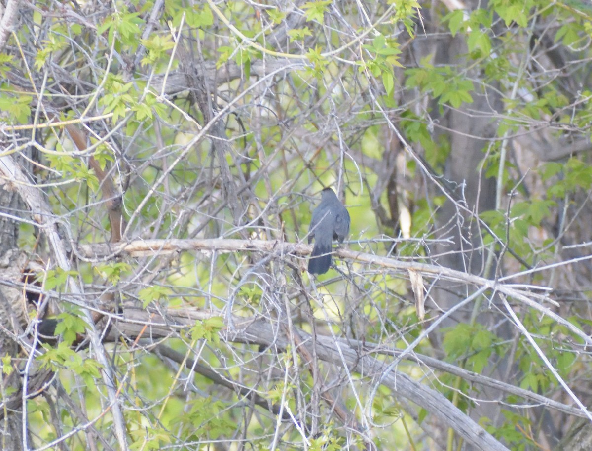 Gray Catbird - ML620314534