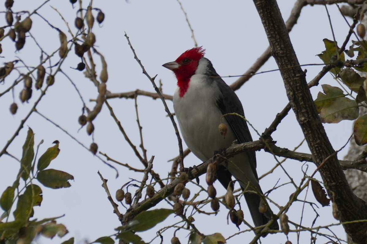 Red-crested Cardinal - ML620314535