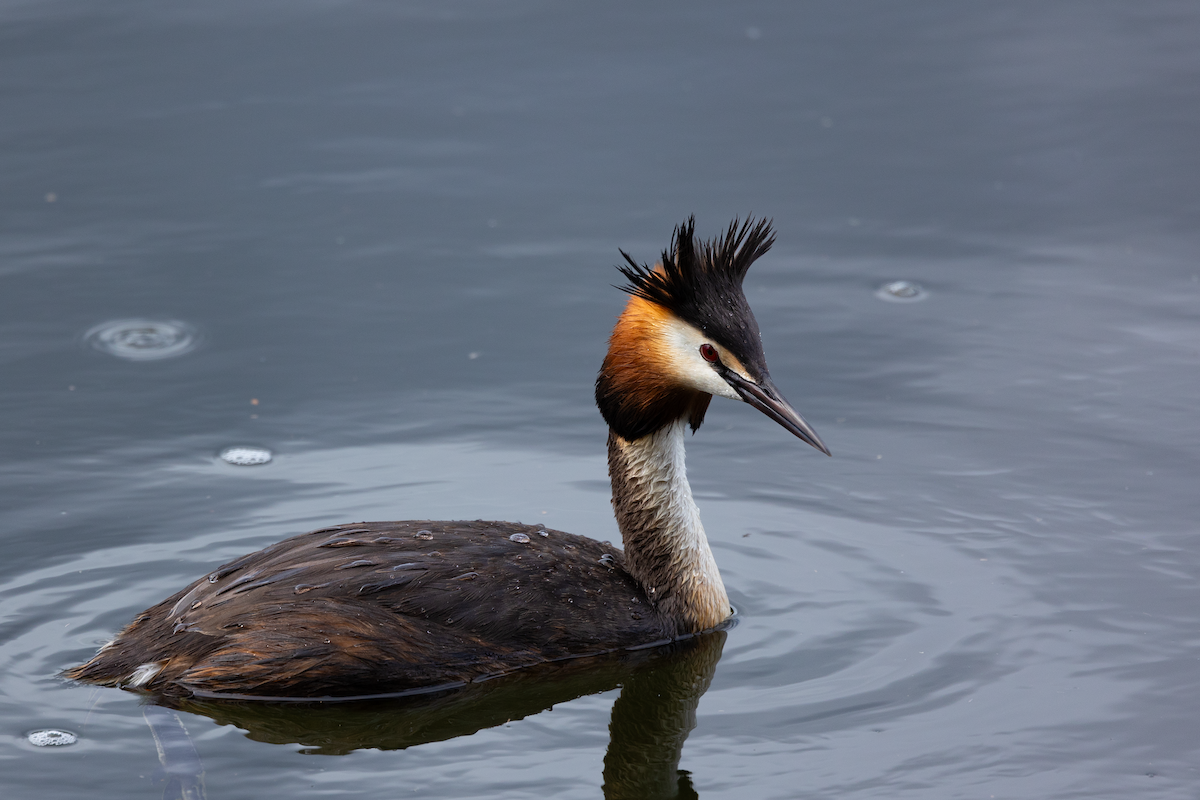 Great Crested Grebe - ML620314539