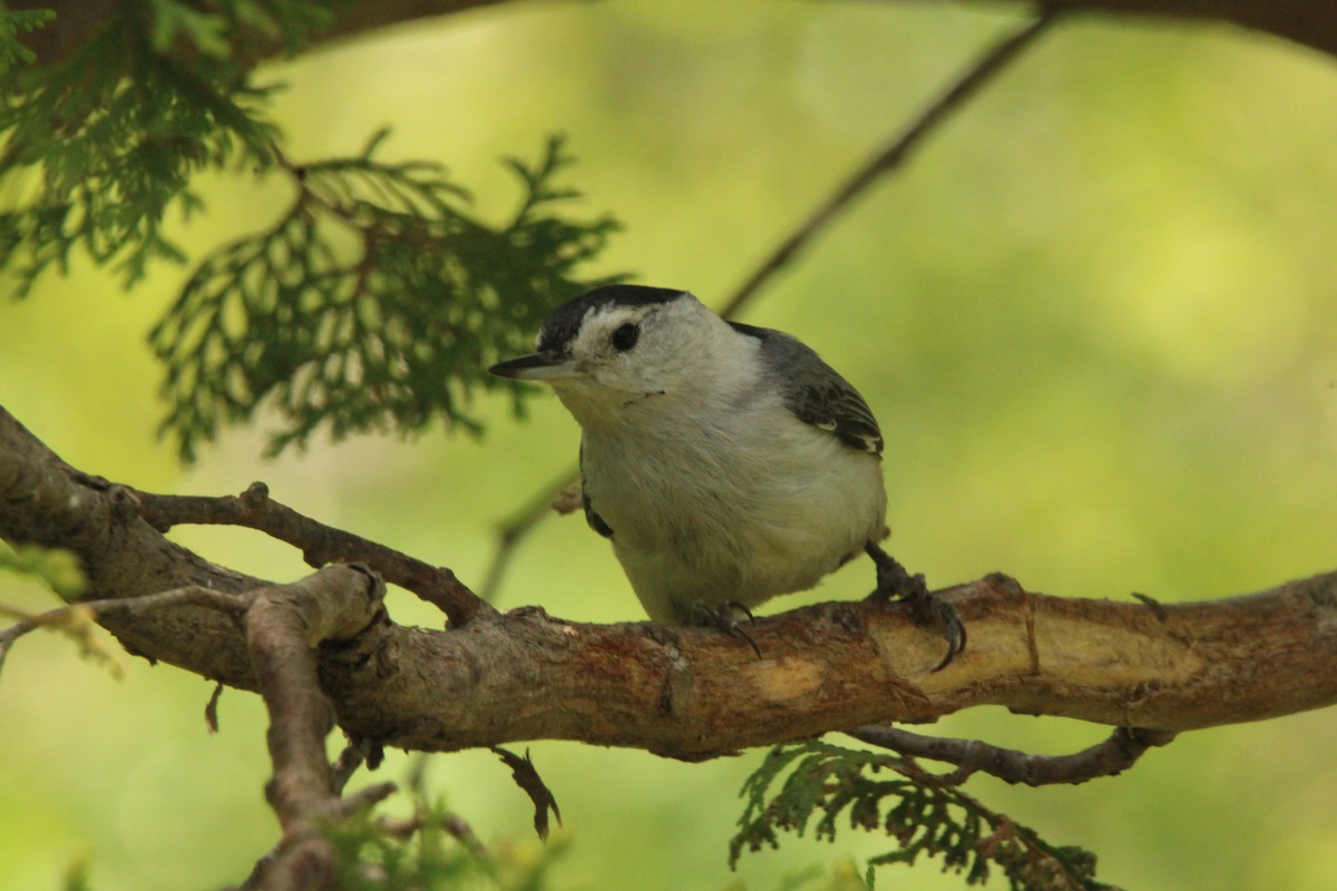 White-breasted Nuthatch - ML620314540