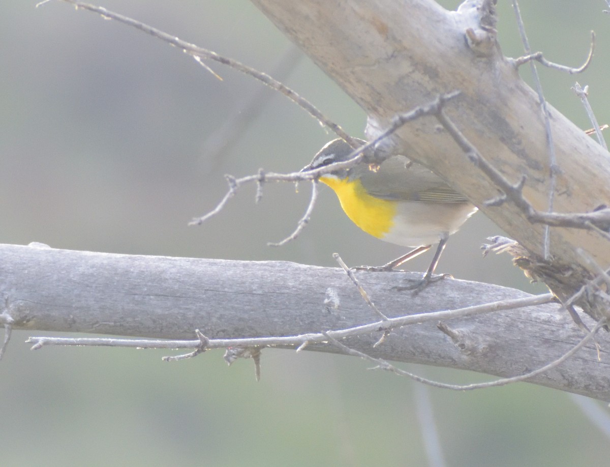 Yellow-breasted Chat - ML620314542