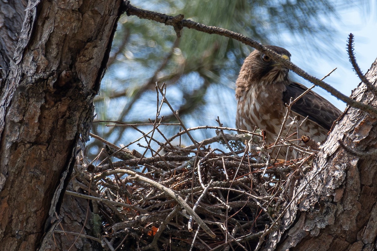 Broad-winged Hawk - ML620314545