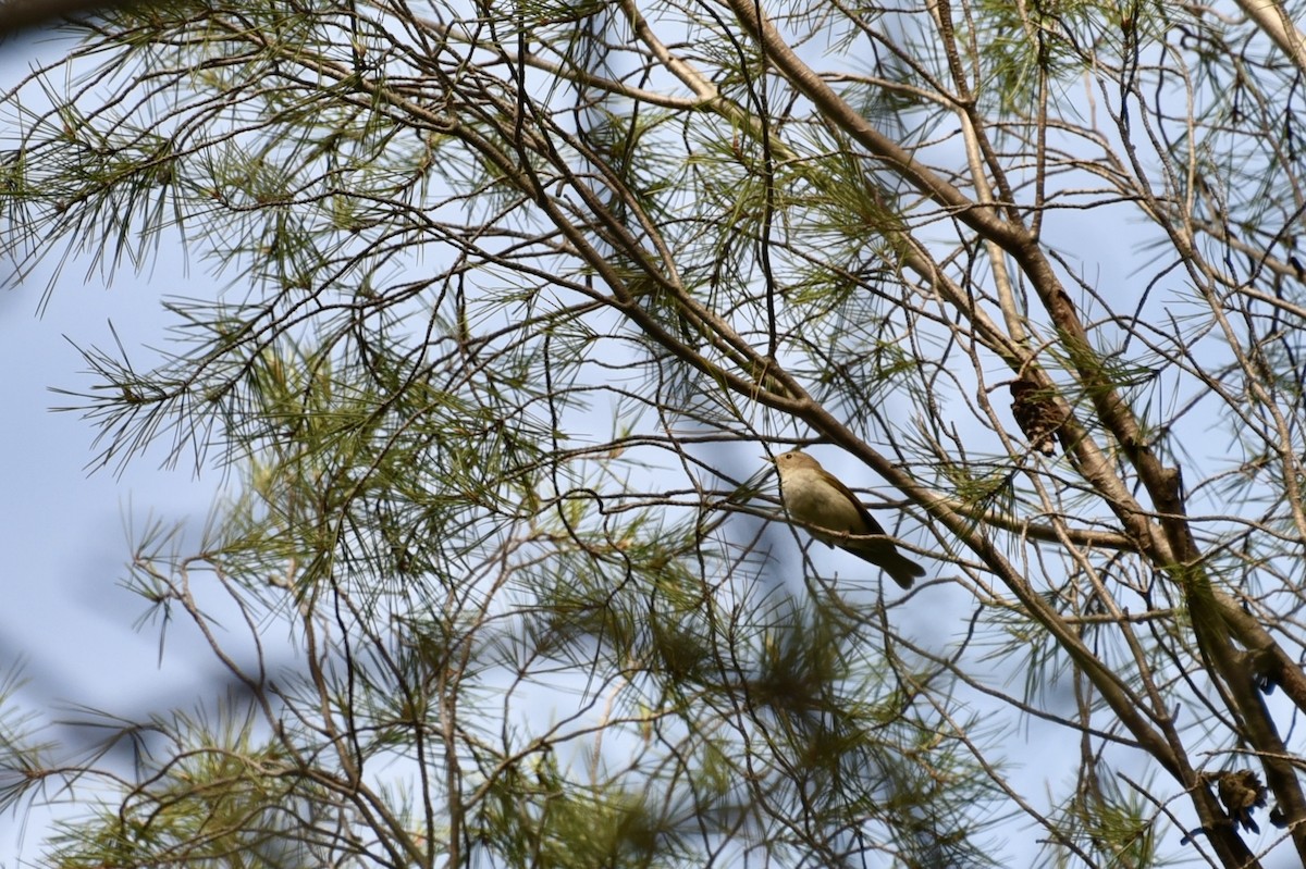 Western Bonelli's Warbler - ML620314548