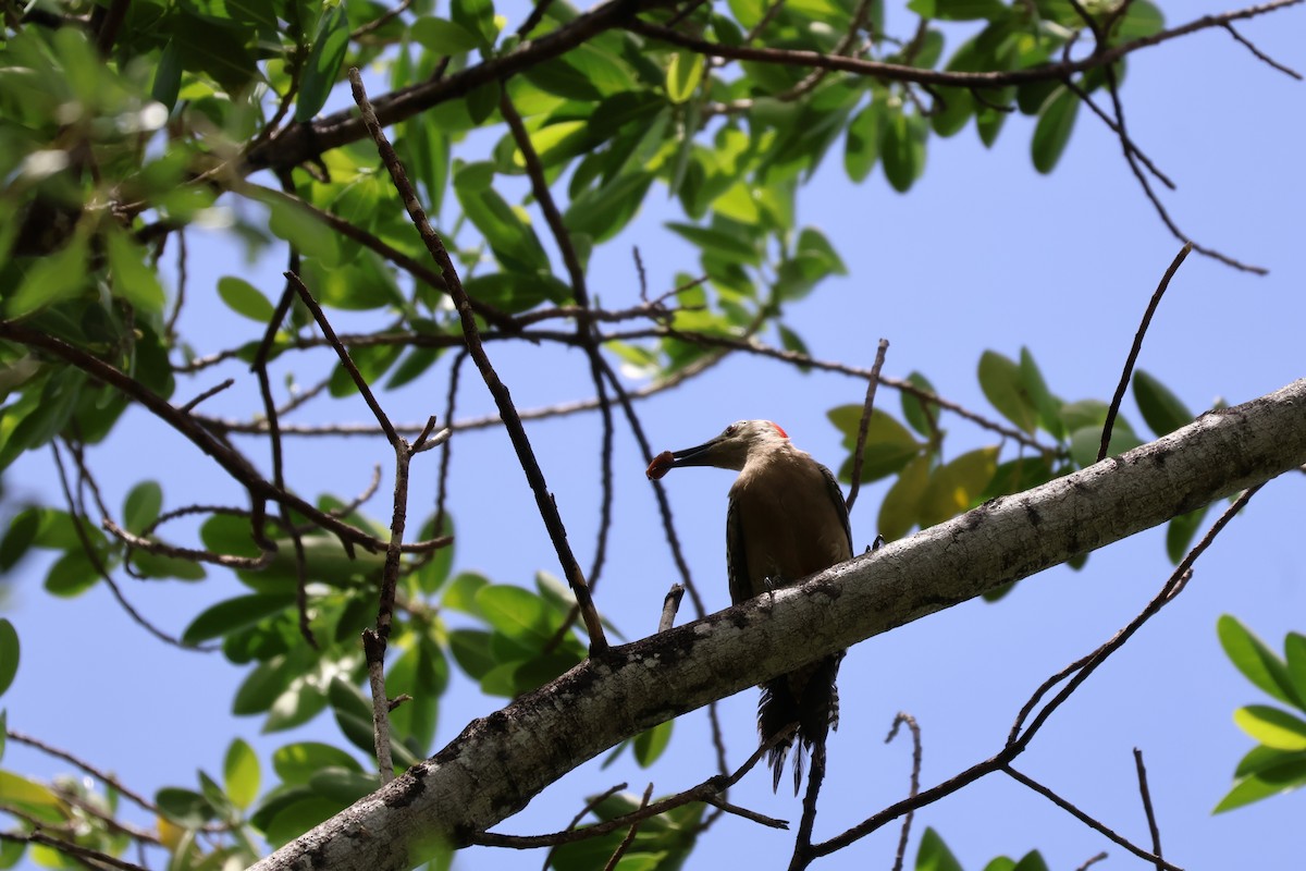 West Indian Woodpecker - ML620314550