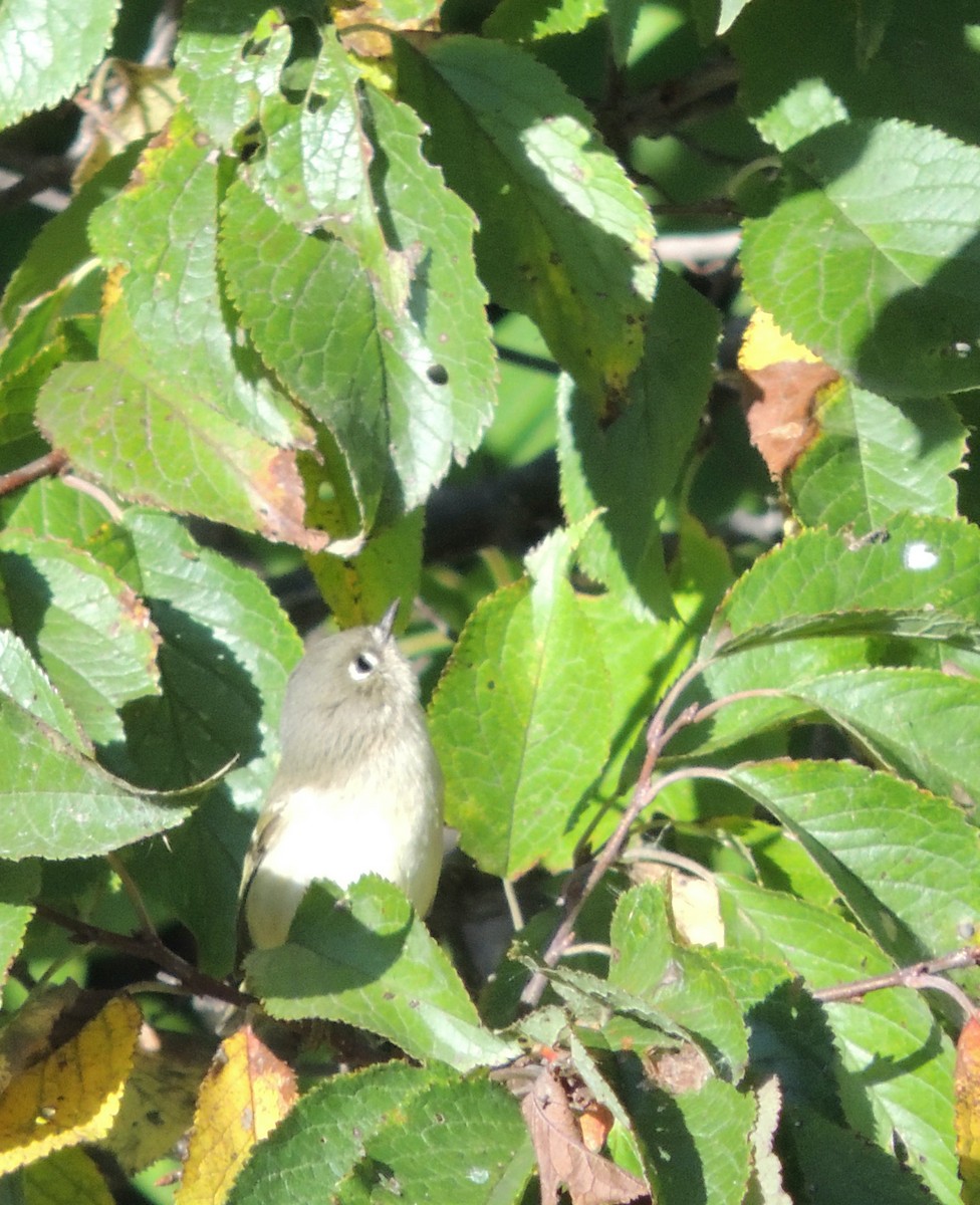 Ruby-crowned Kinglet - ML620314557