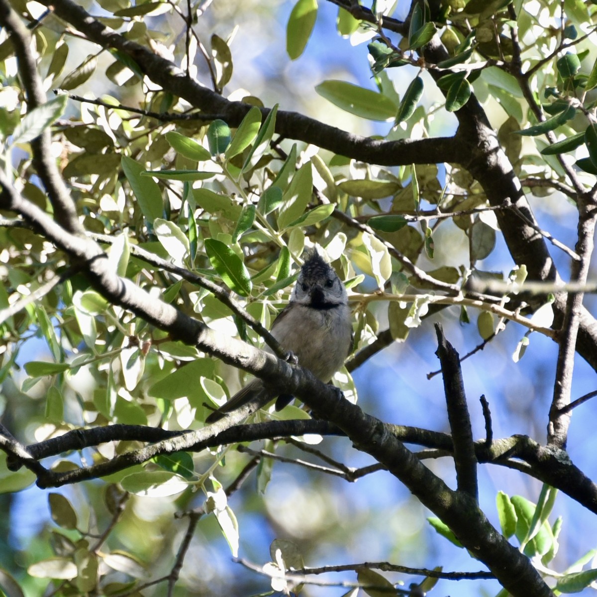 Crested Tit - ML620314559