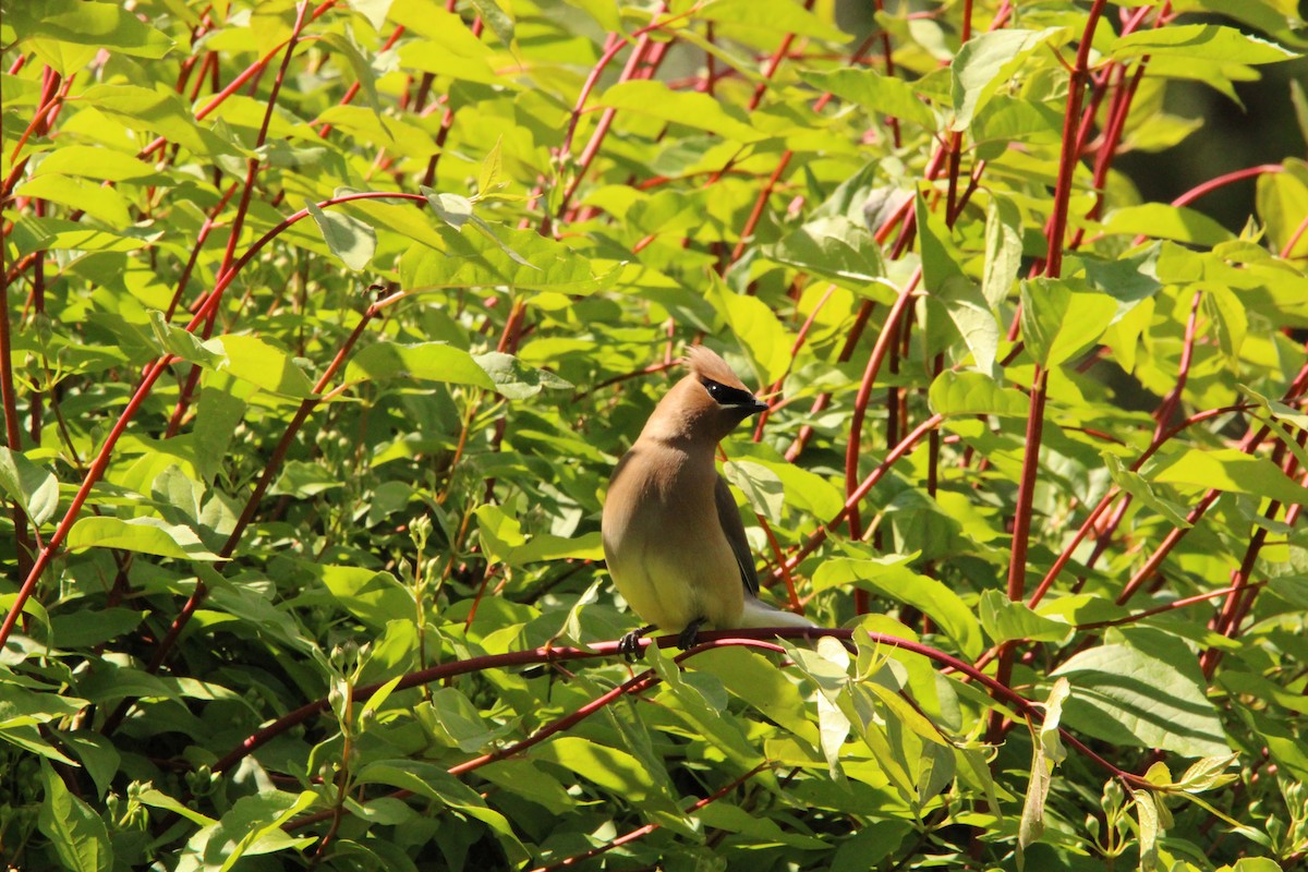 Cedar Waxwing - ML620314560