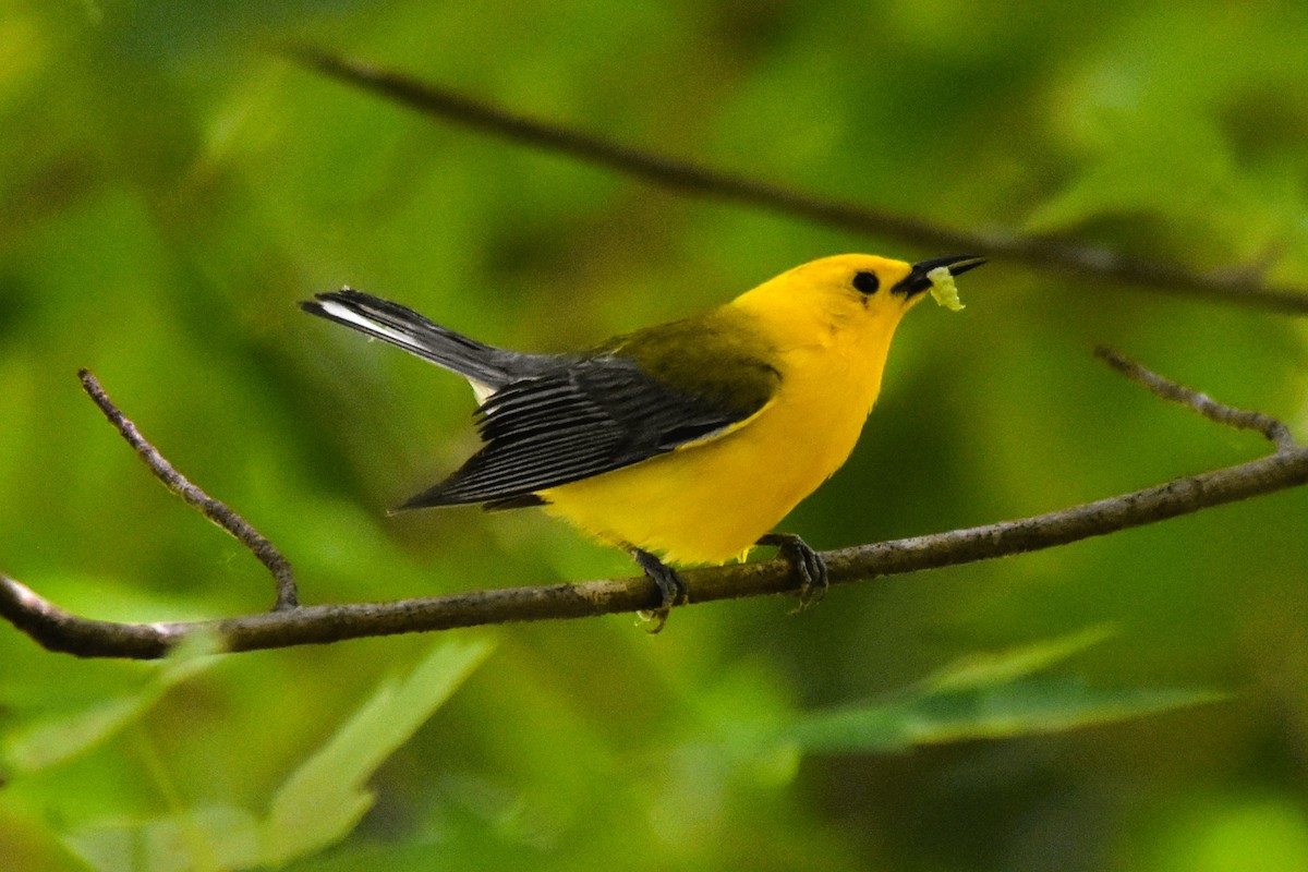 Prothonotary Warbler - ML620314564