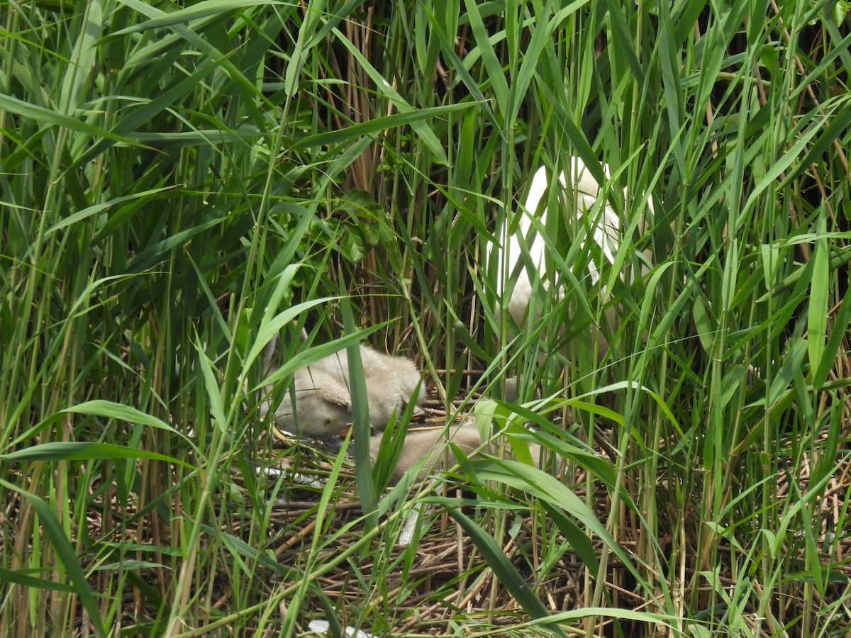 Mute Swan - ML620314570