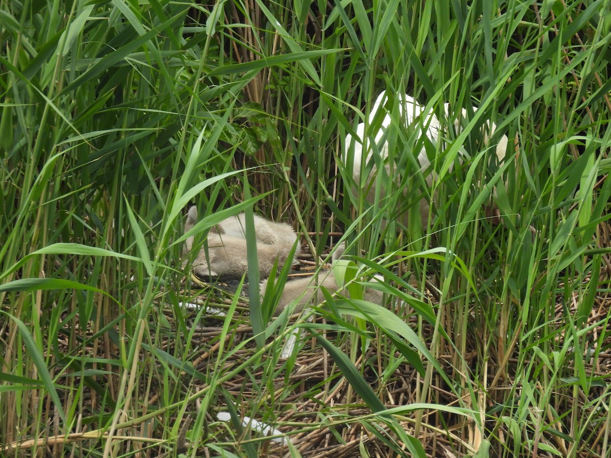 Mute Swan - ML620314571