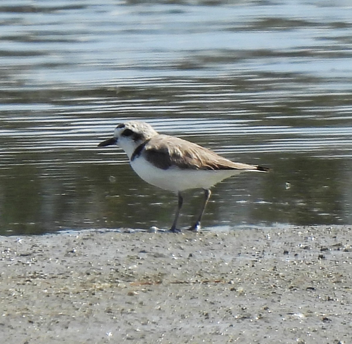 Snowy Plover - ML620314572