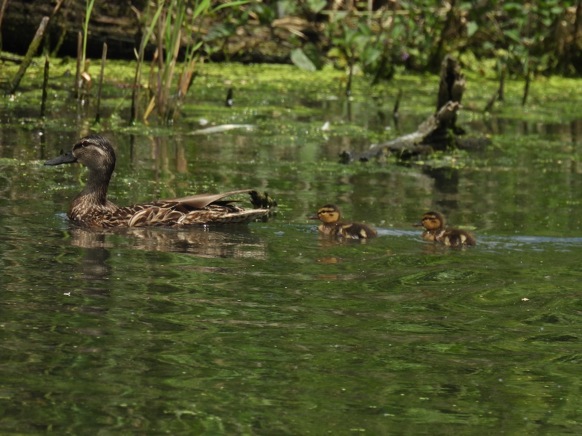 Canard colvert - ML620314574