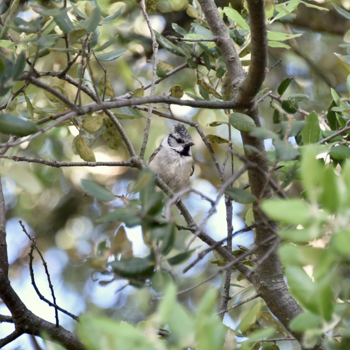 Crested Tit - ML620314581