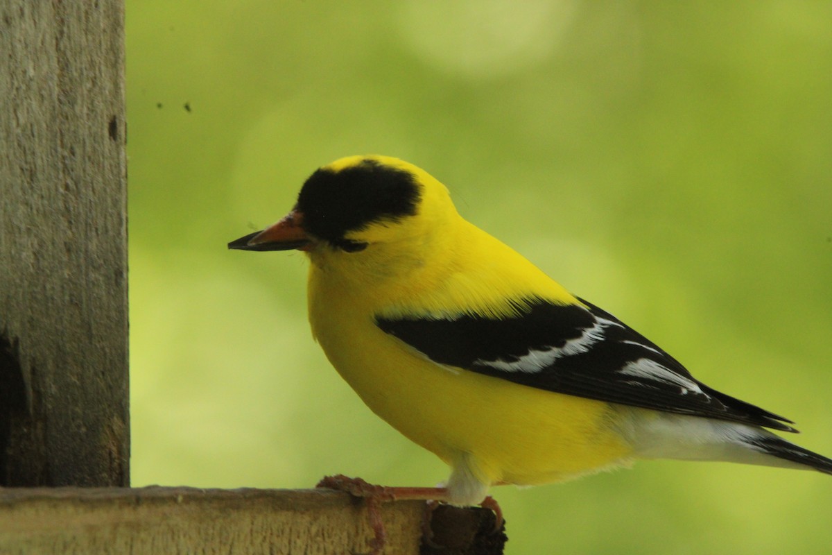 American Goldfinch - ML620314584