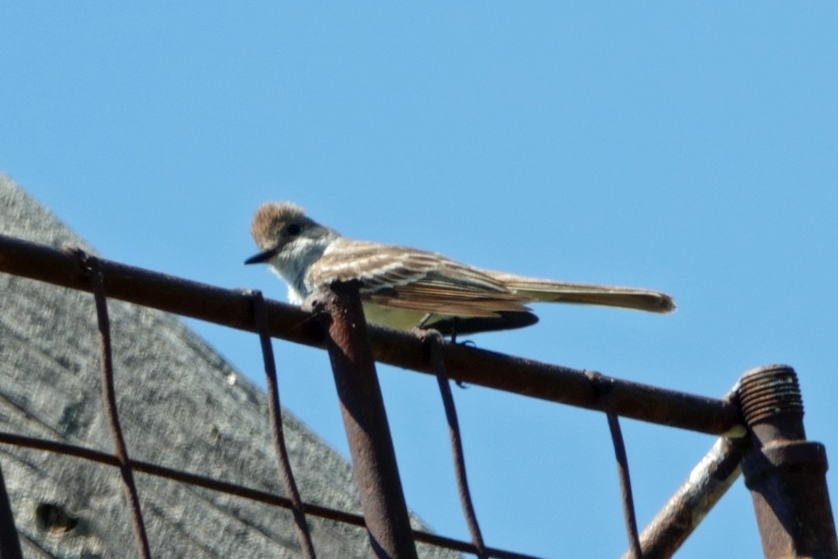 Ash-throated Flycatcher - ML620314591