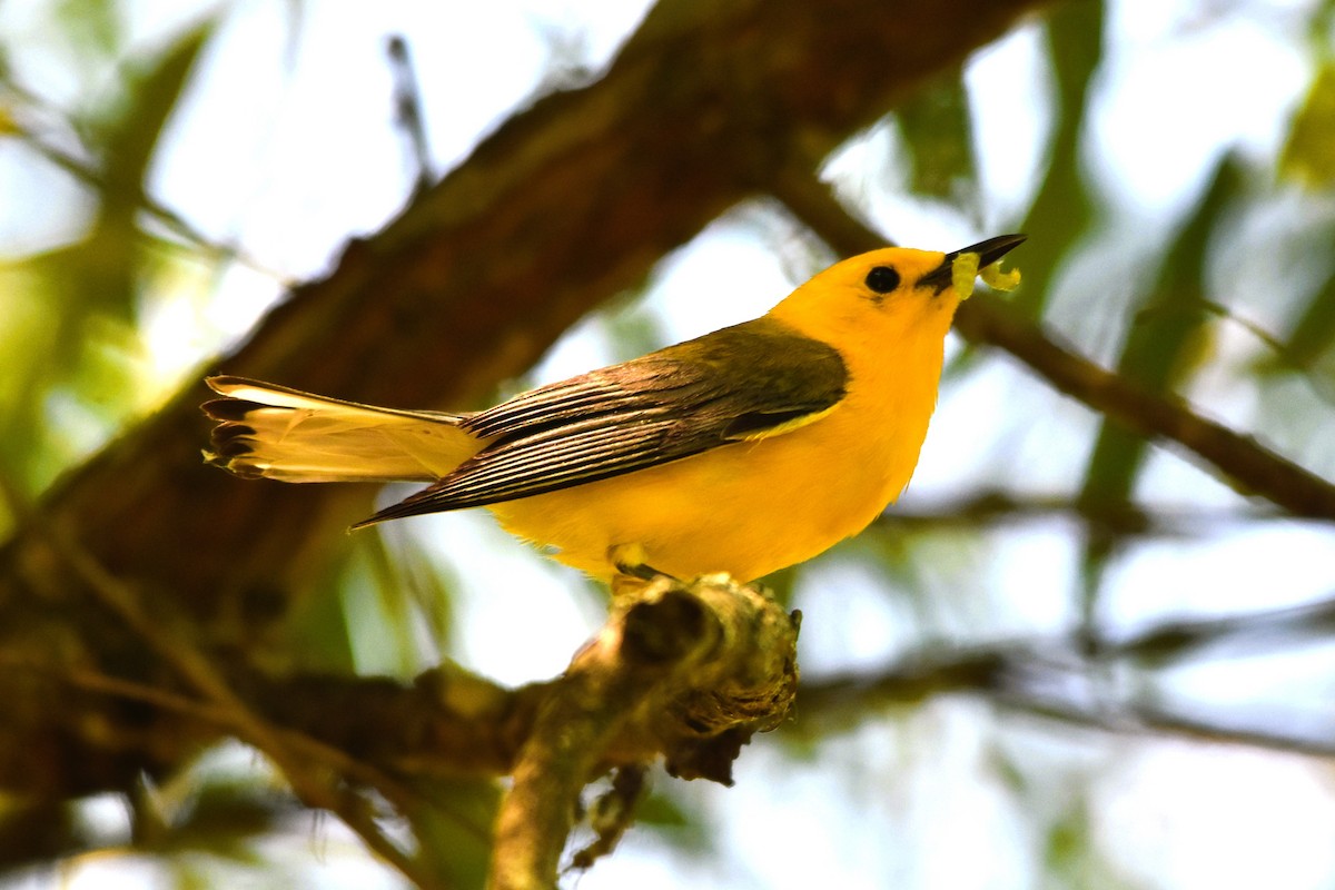 Prothonotary Warbler - ML620314598