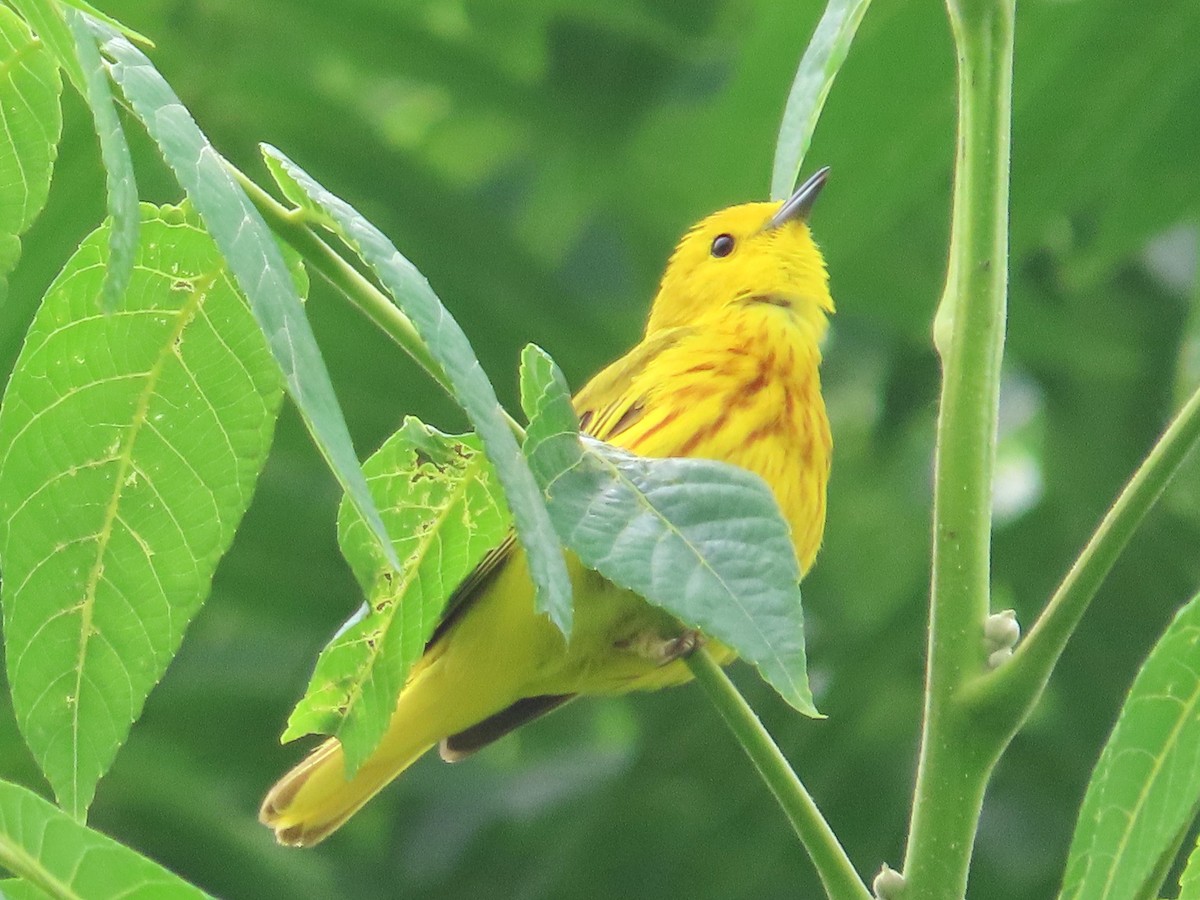 Yellow Warbler - ML620314599