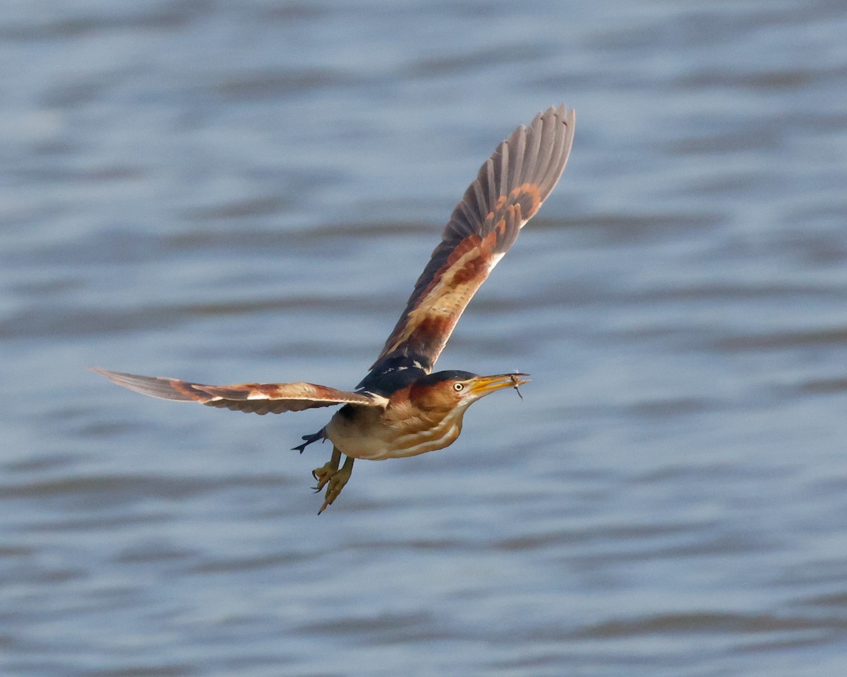 Least Bittern - ML620314600