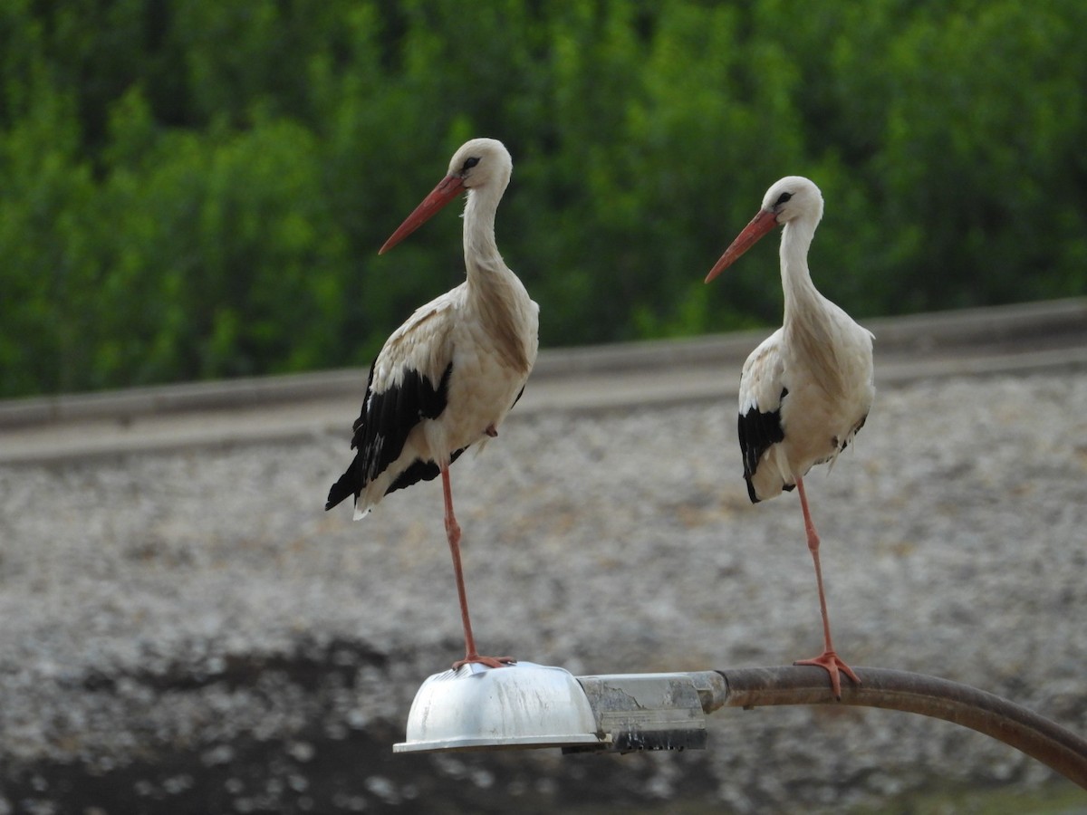 White Stork - ML620314601