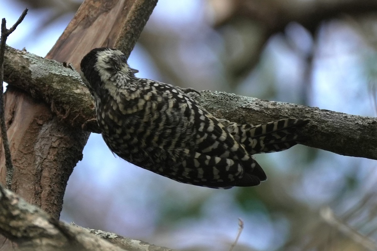 Checkered Woodpecker - ML620314603