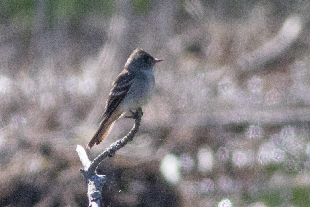 Eastern Wood-Pewee - ML620314604