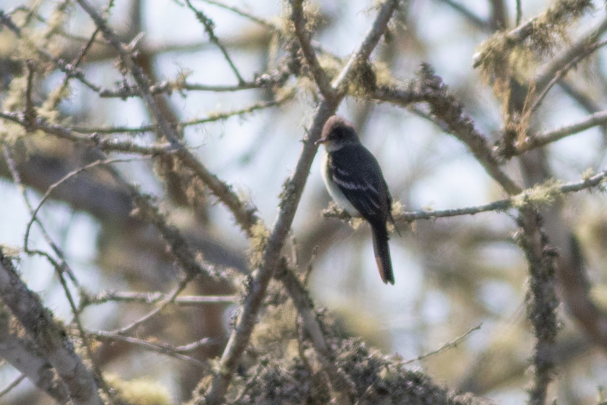 Eastern Wood-Pewee - ML620314605