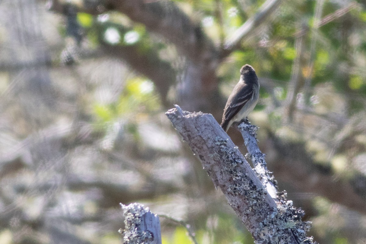 Eastern Wood-Pewee - ML620314609