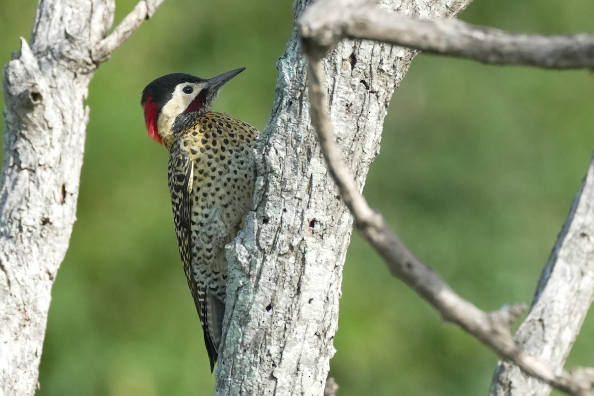 Green-barred Woodpecker - ML620314610