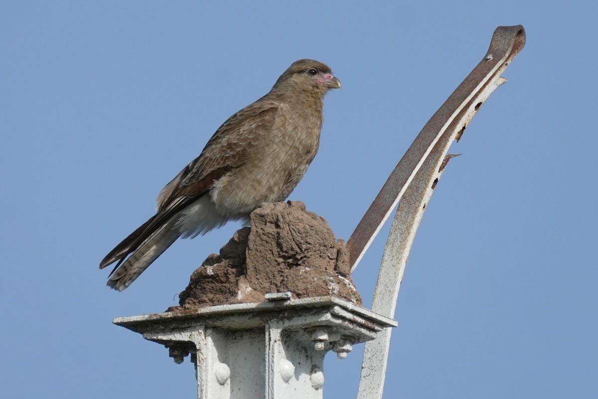 Caracara Chimango - ML620314611