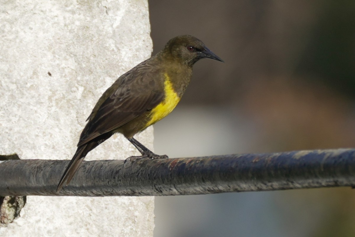 Brown-and-yellow Marshbird - ML620314616